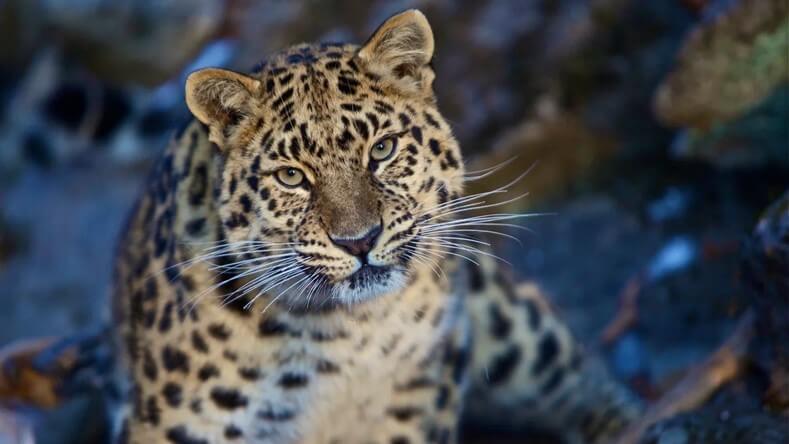 Leopard_v_zapovednike